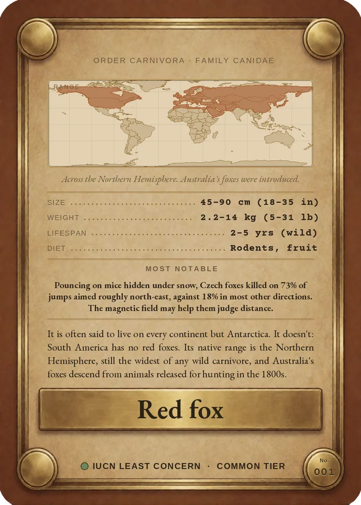 Red fox card, back