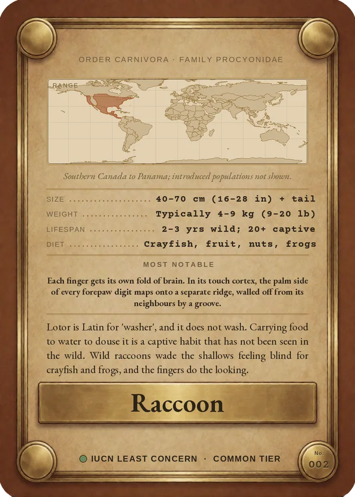 Raccoon card, back