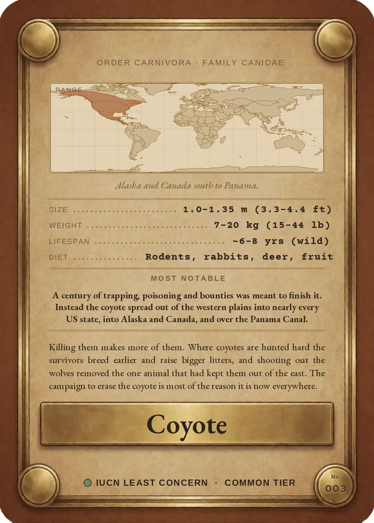 Coyote card, back