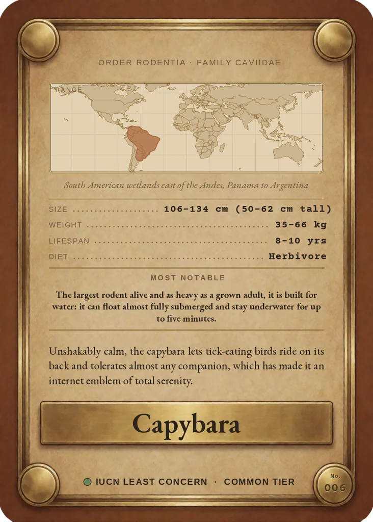 Capybara card, back