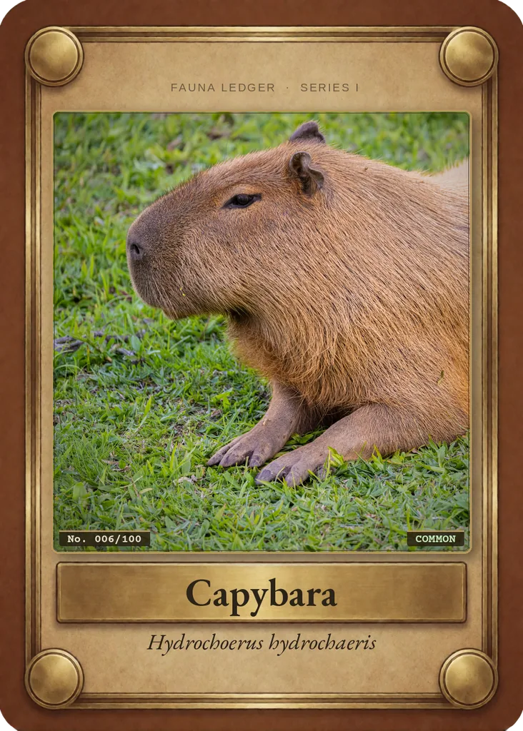 Capybara card, front