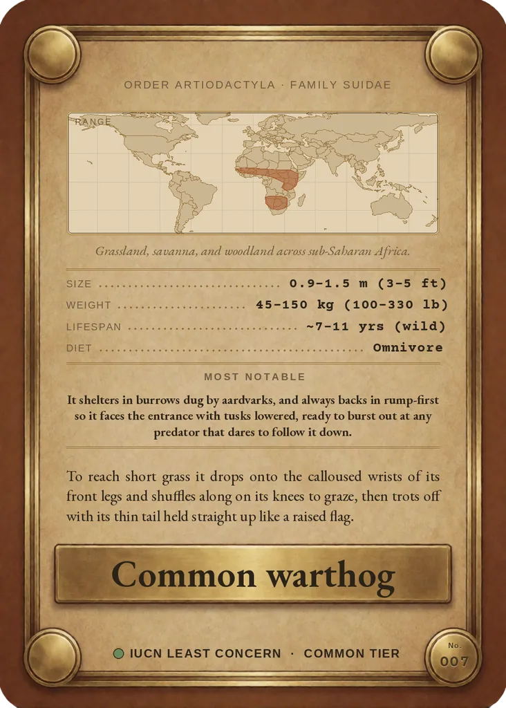 Common warthog card, back