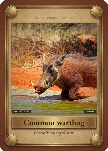 Common warthog
