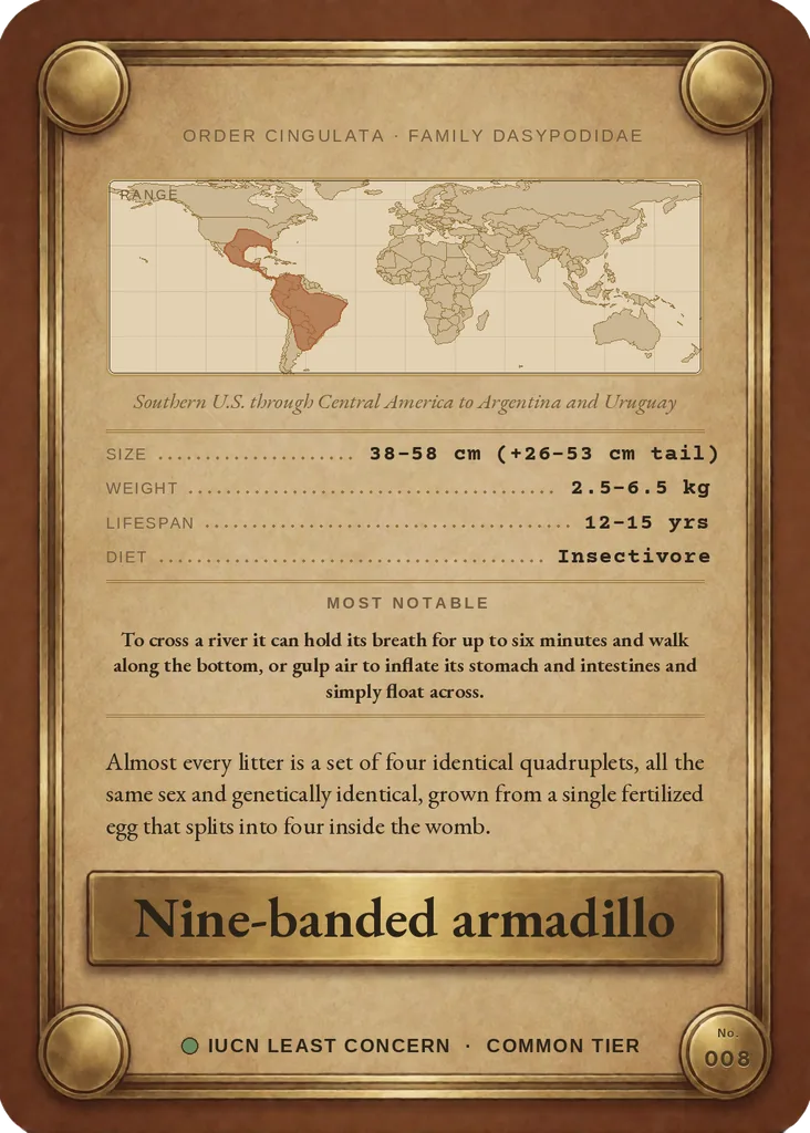Nine-banded armadillo card, back