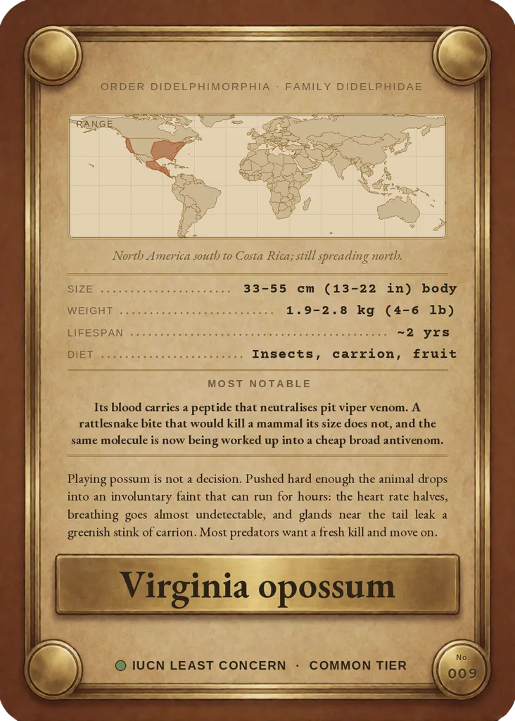 Virginia opossum card, back