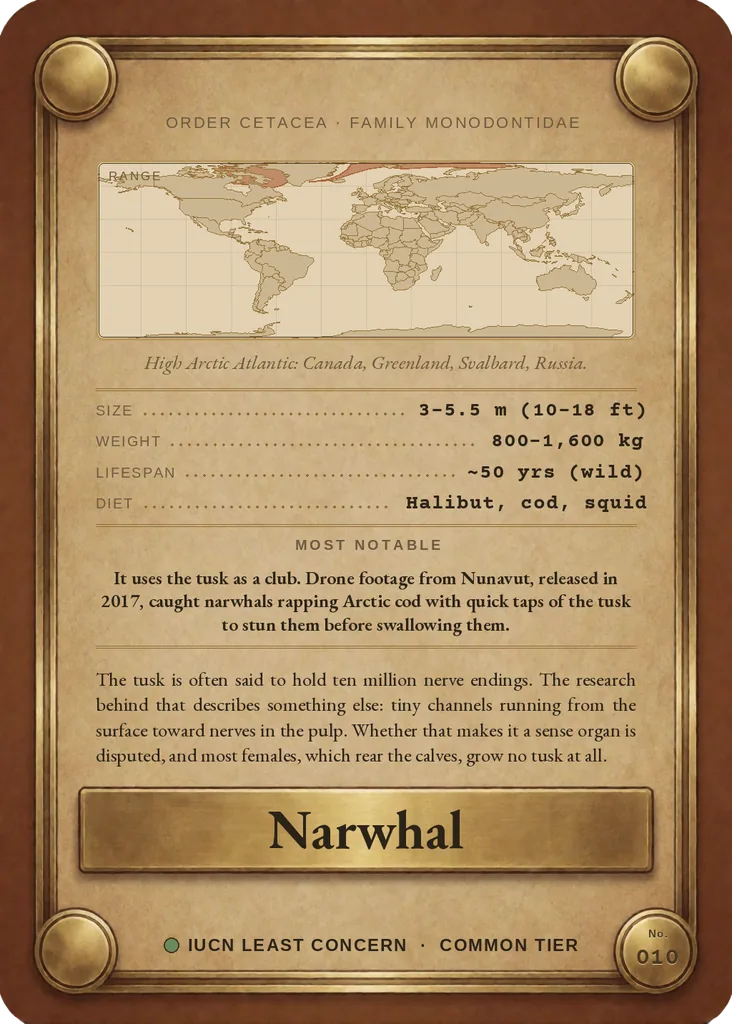 Narwhal card, back
