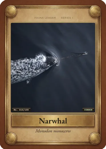 Narwhal