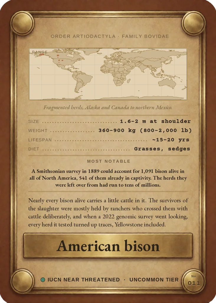 American bison card, back