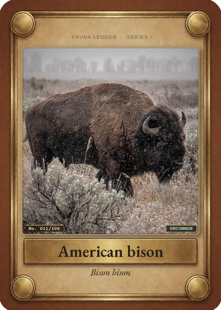 American bison card, front