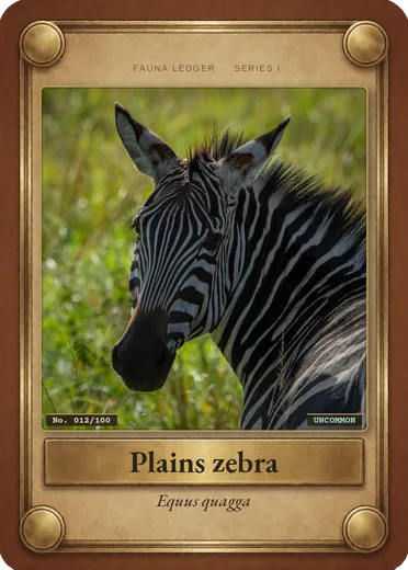 Plains zebra