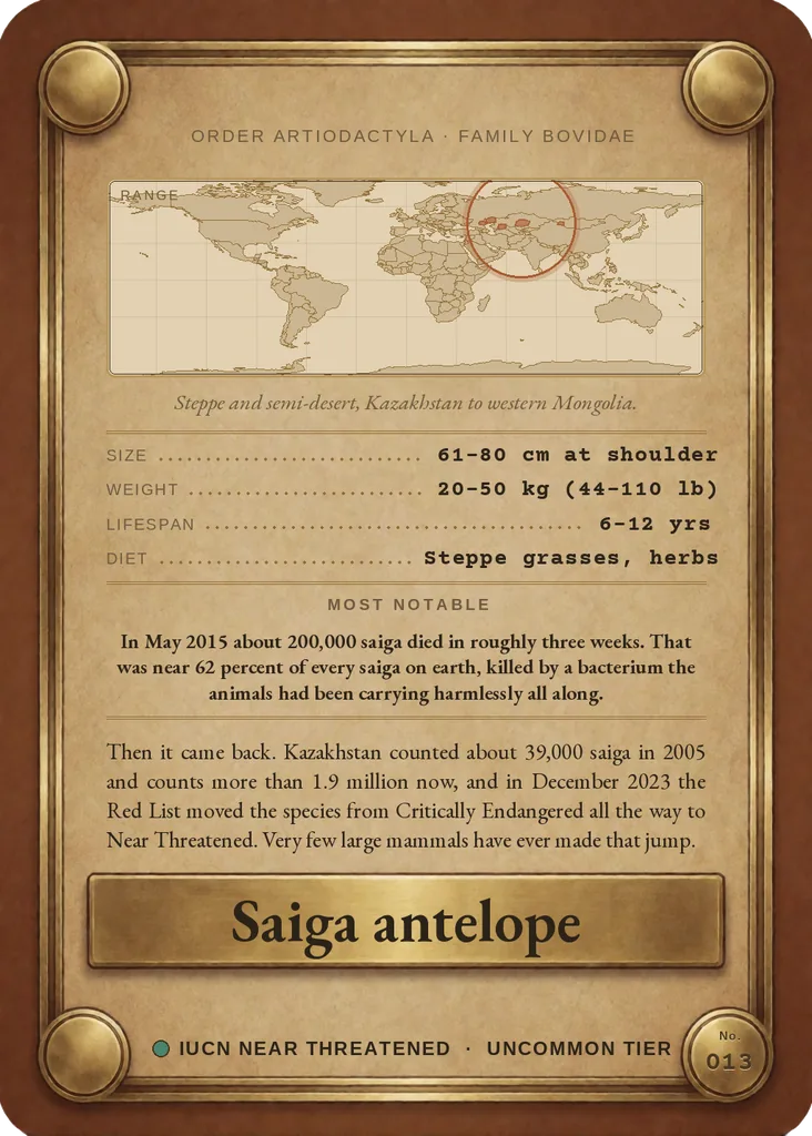 Saiga antelope card, back