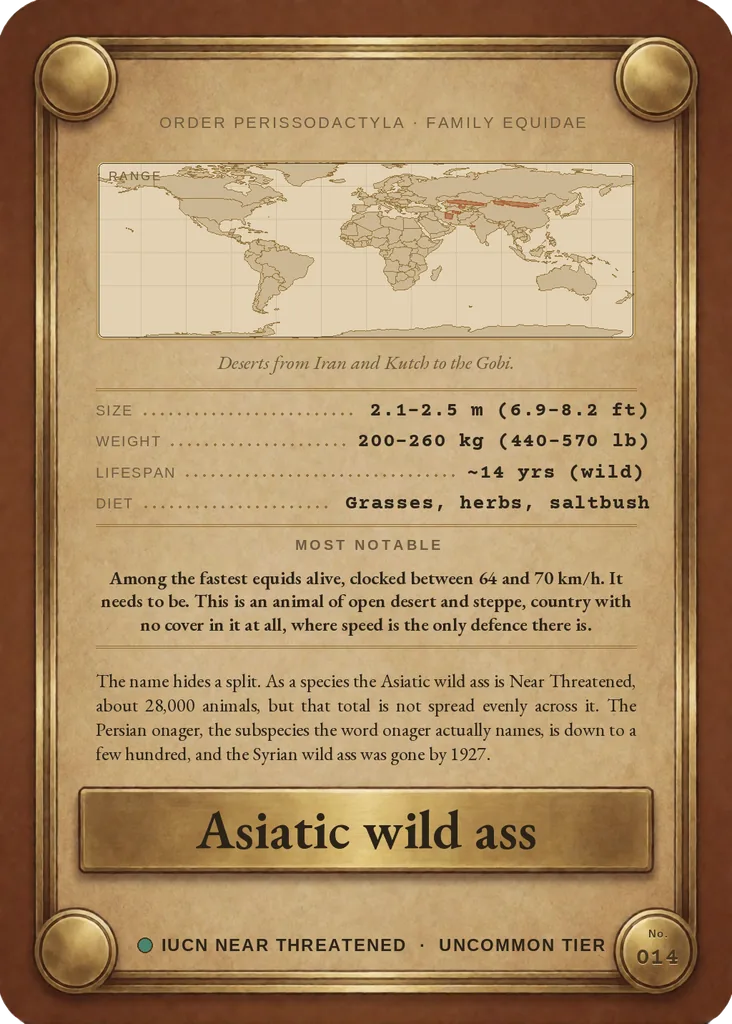 Asiatic wild ass card, back