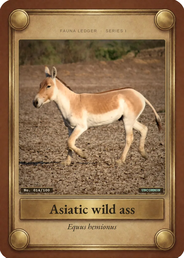 Asiatic wild ass card, front