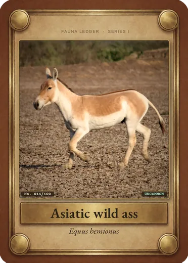 Asiatic wild ass