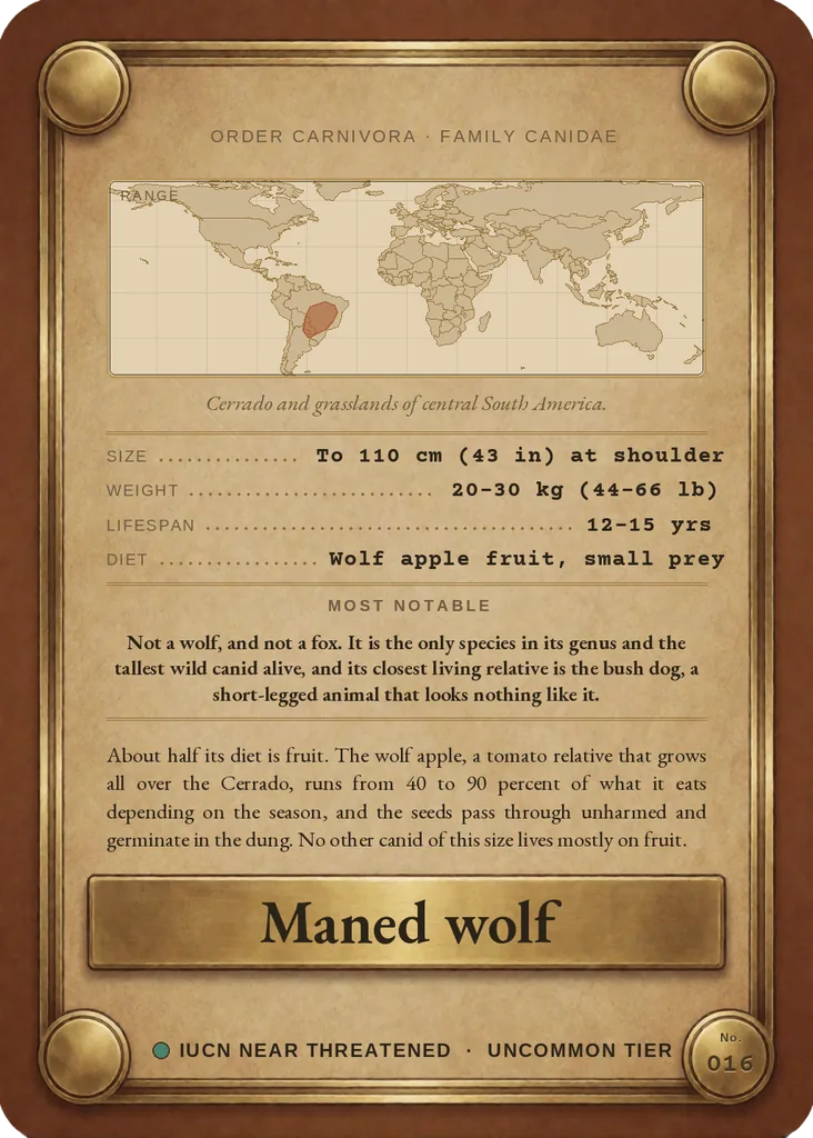 Maned wolf card, back