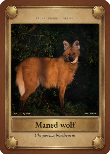 Maned wolf