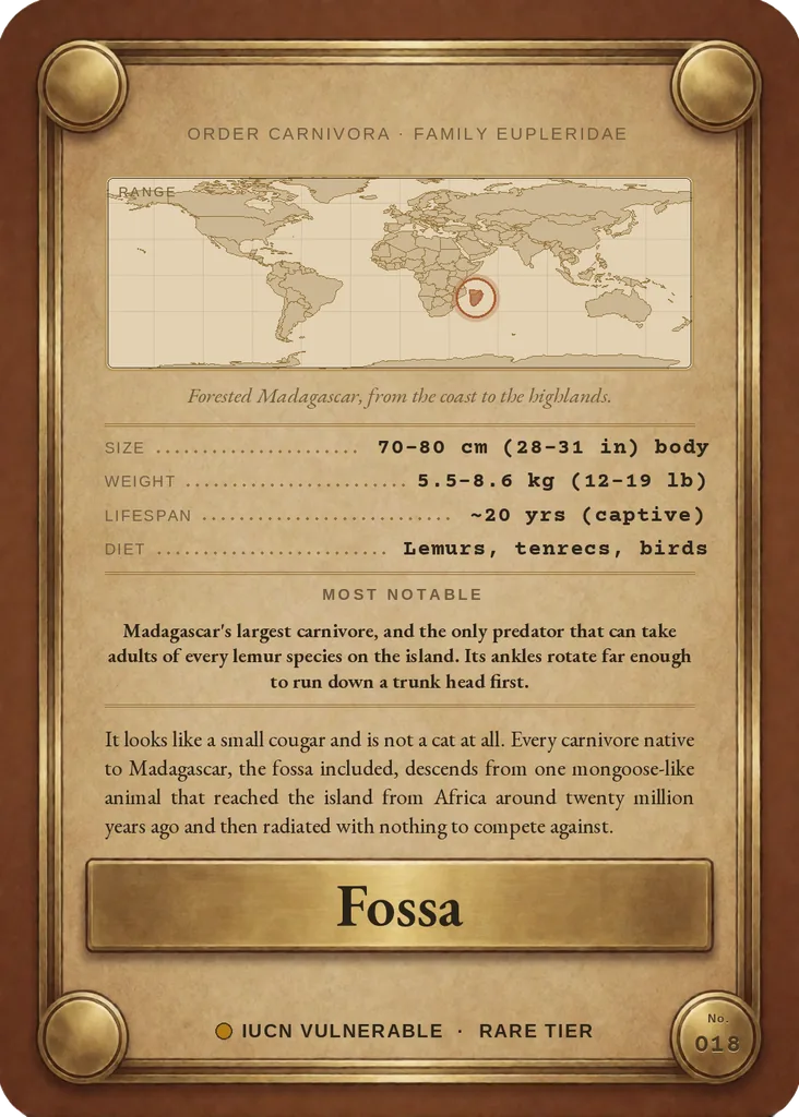 Fossa card, back