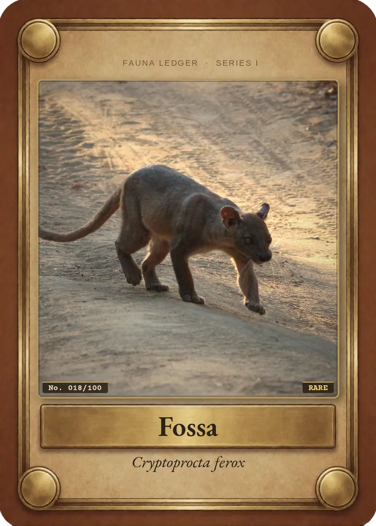 Fossa card, front