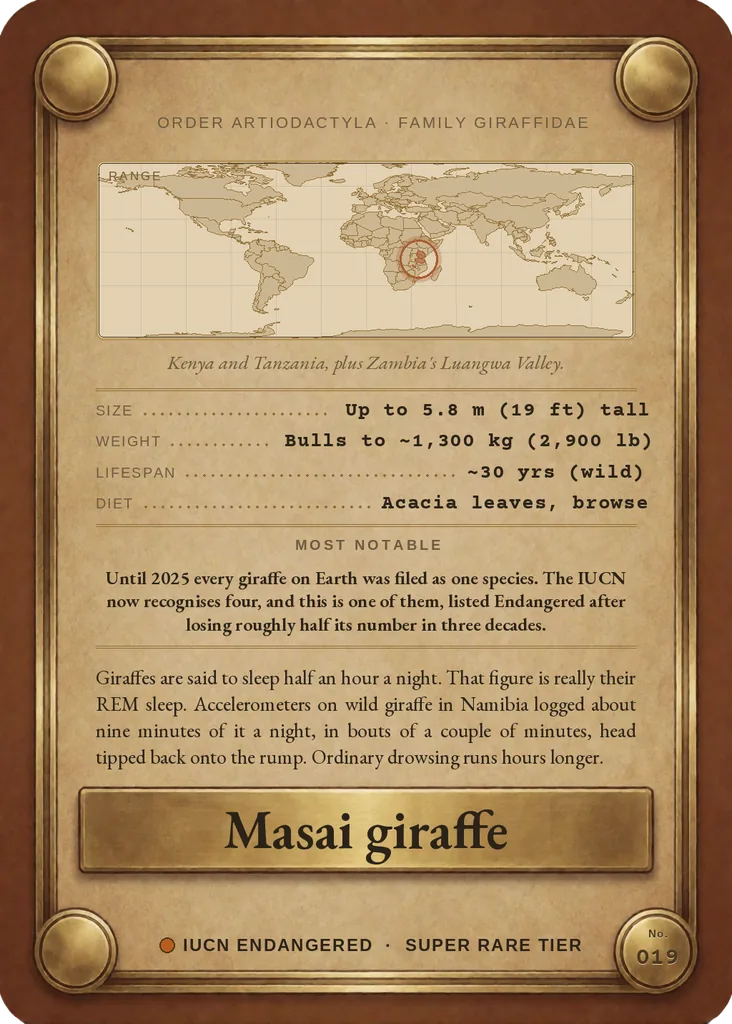 Masai giraffe card, back