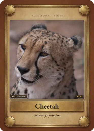 Cheetah