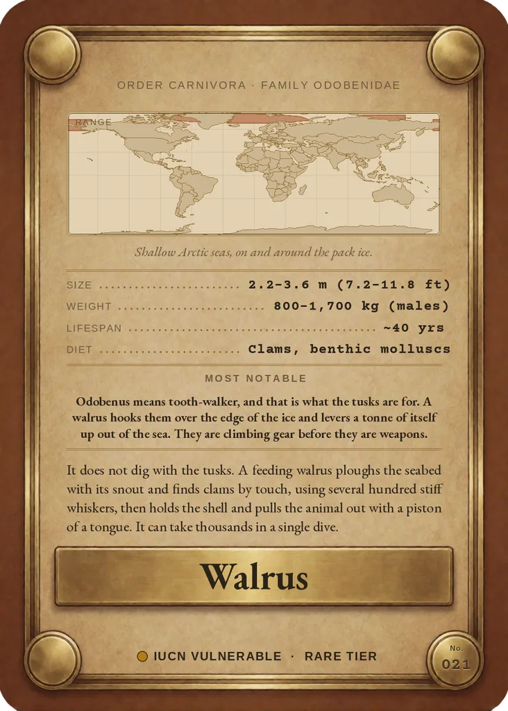 Walrus card, back