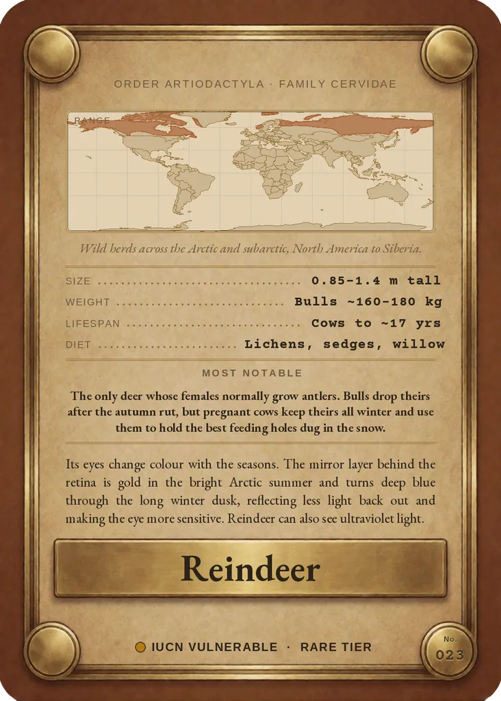 Reindeer (caribou) card, back