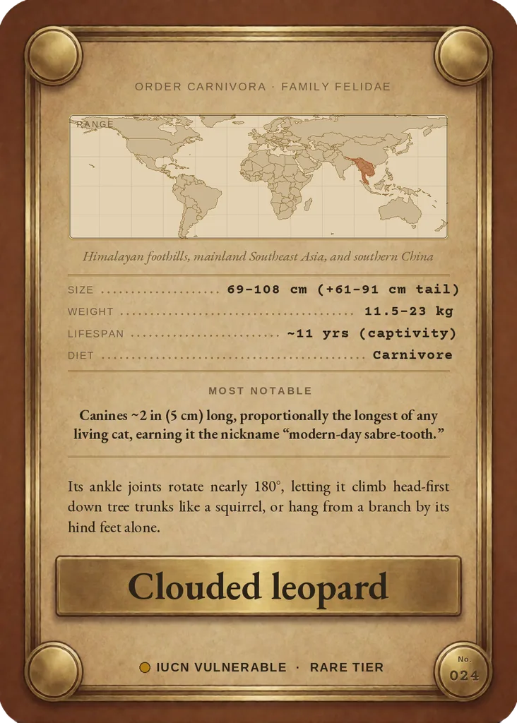 Clouded leopard card, back