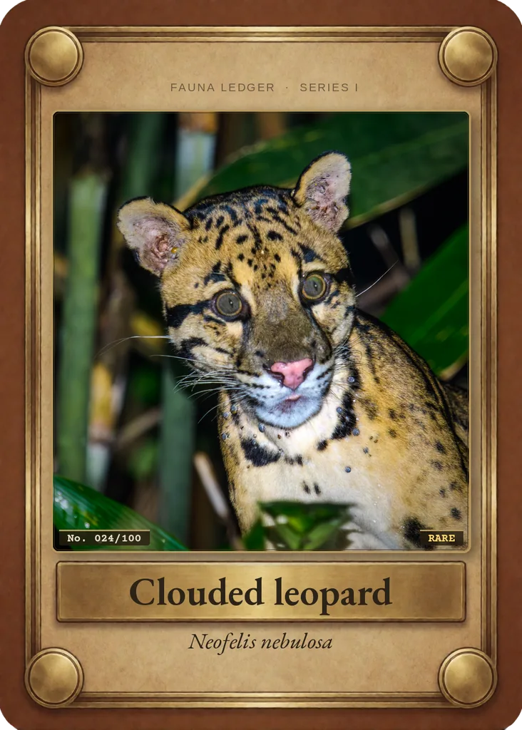 Clouded leopard card, front