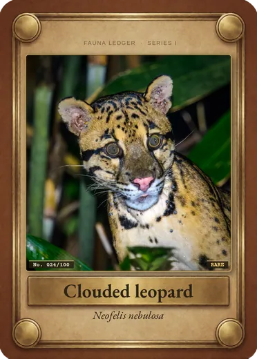 Clouded leopard