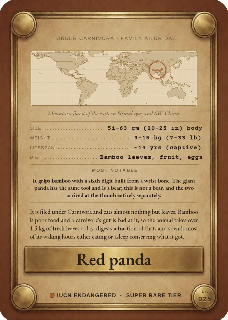 Red panda card, back