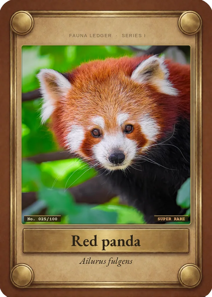Red panda card, front