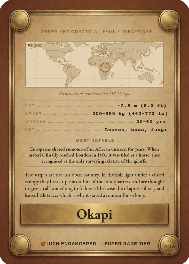 Okapi card, back