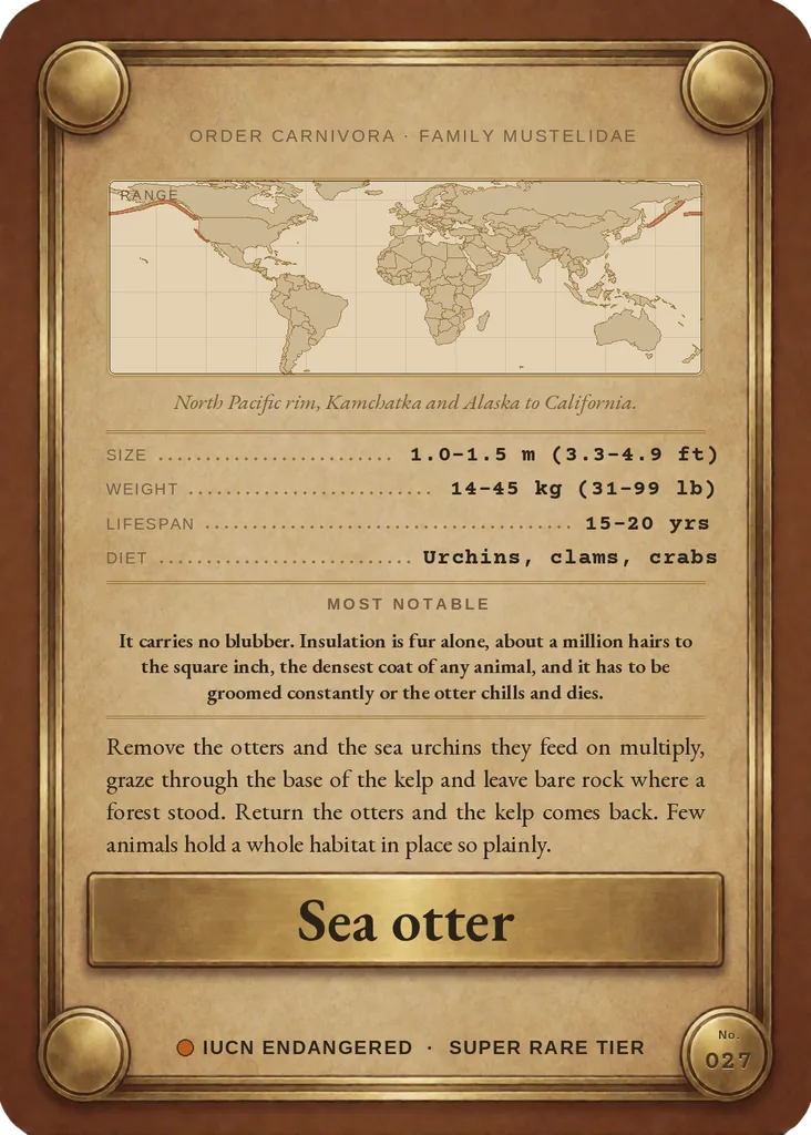 Sea otter card, back