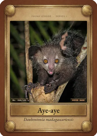 Aye-aye