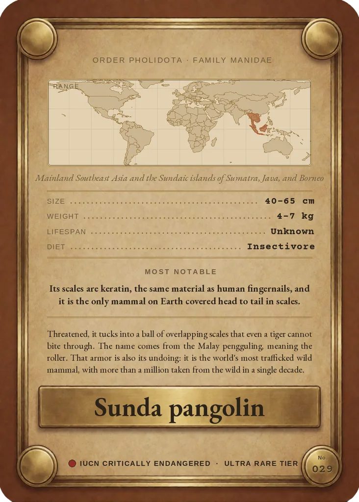 Sunda pangolin card, back