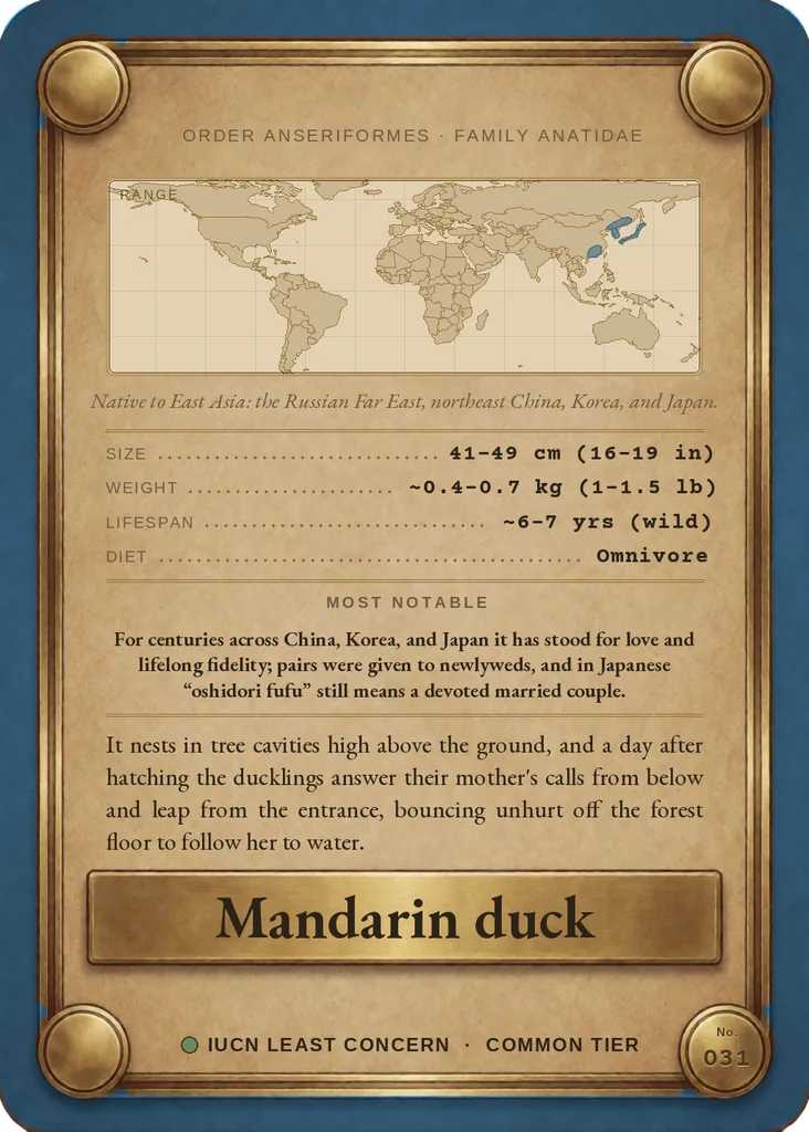 Mandarin duck card, back