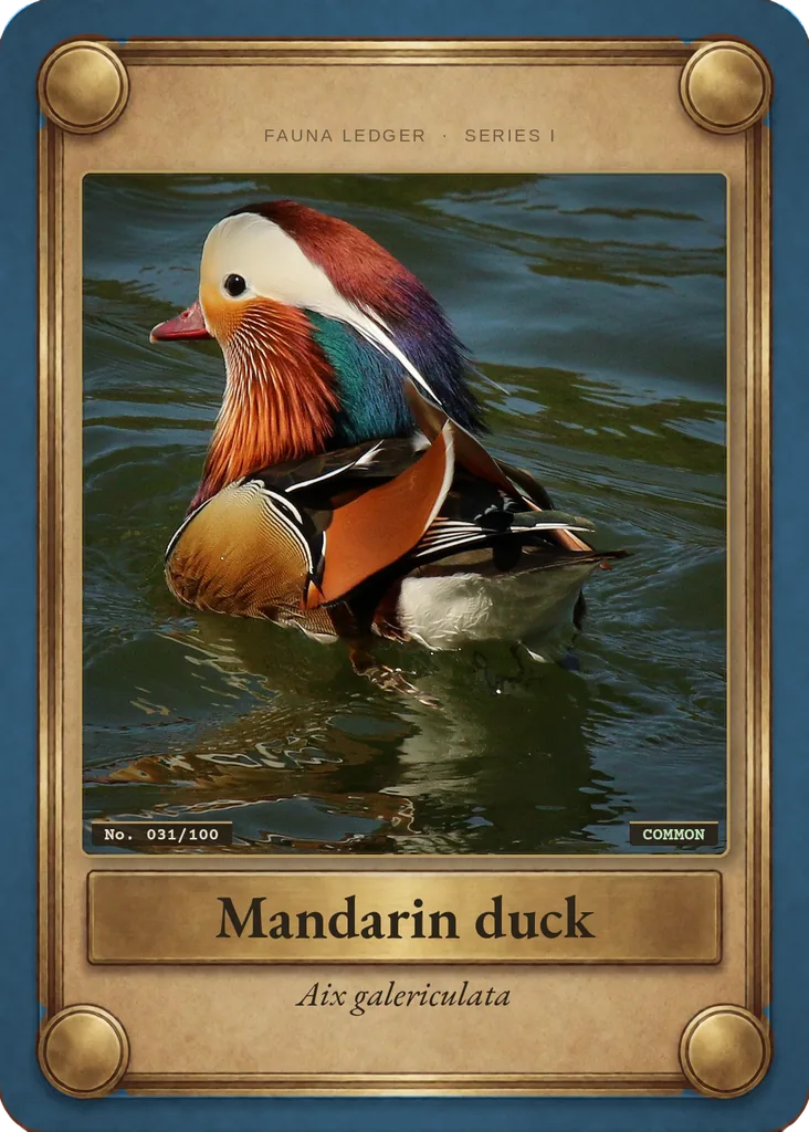 Mandarin duck card, front