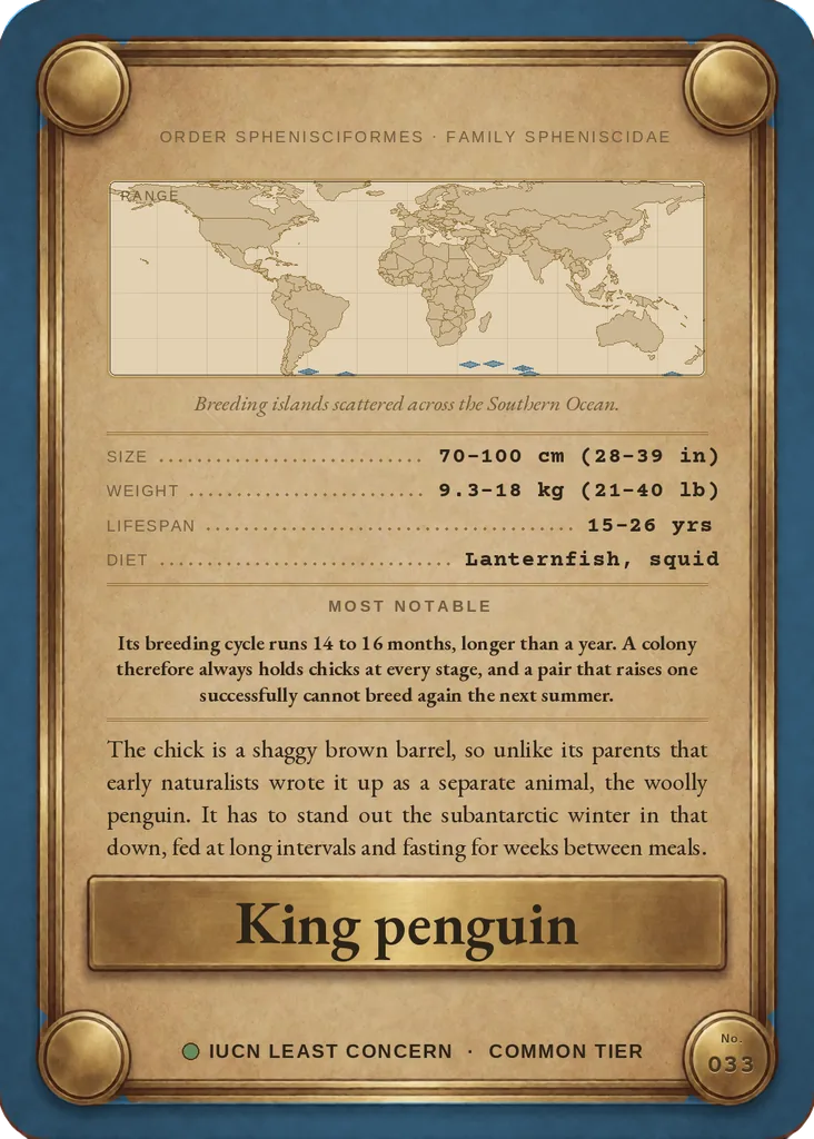 King penguin card, back