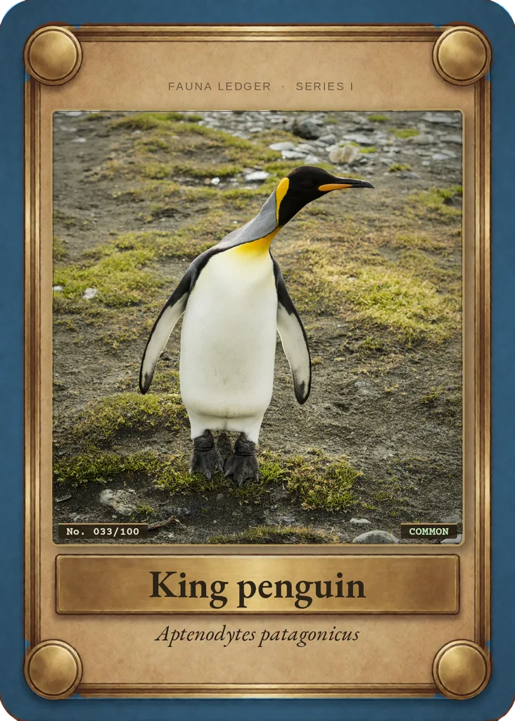 King penguin card, front