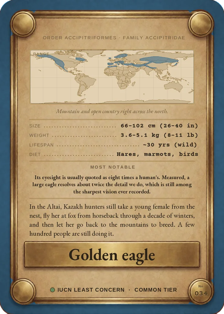 Golden eagle card, back