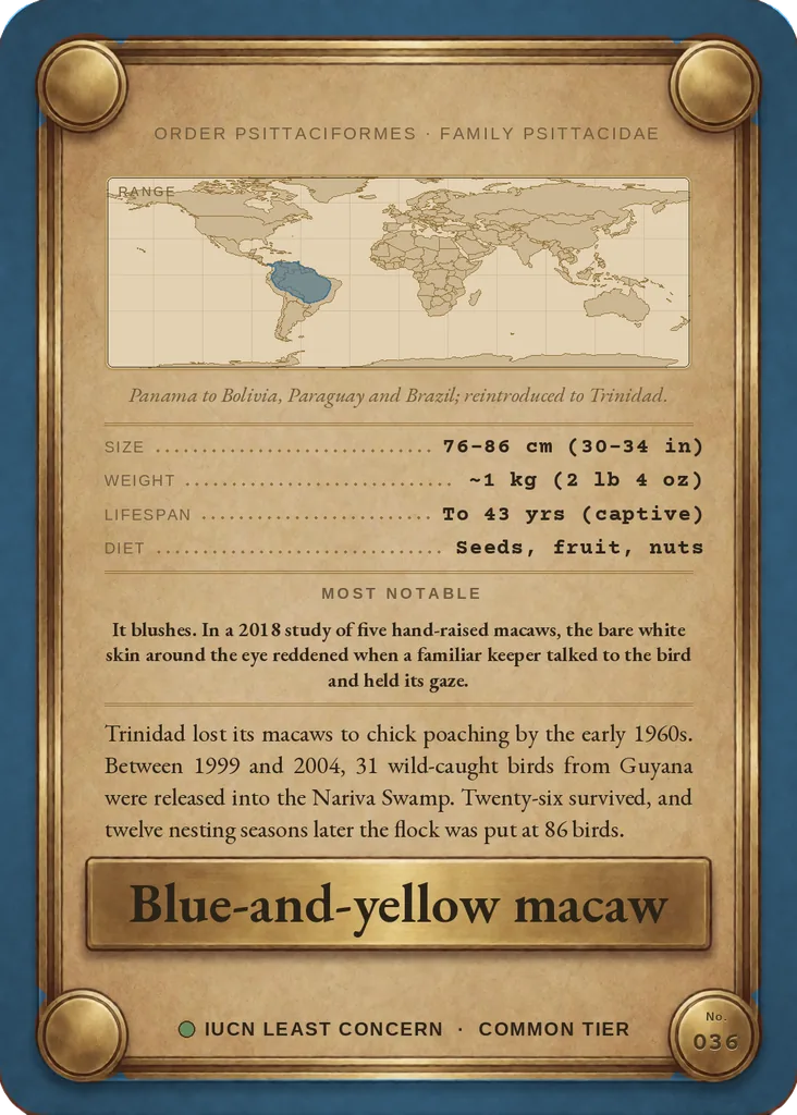Blue-and-yellow macaw card, back