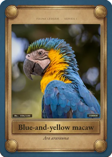 Blue-and-yellow macaw