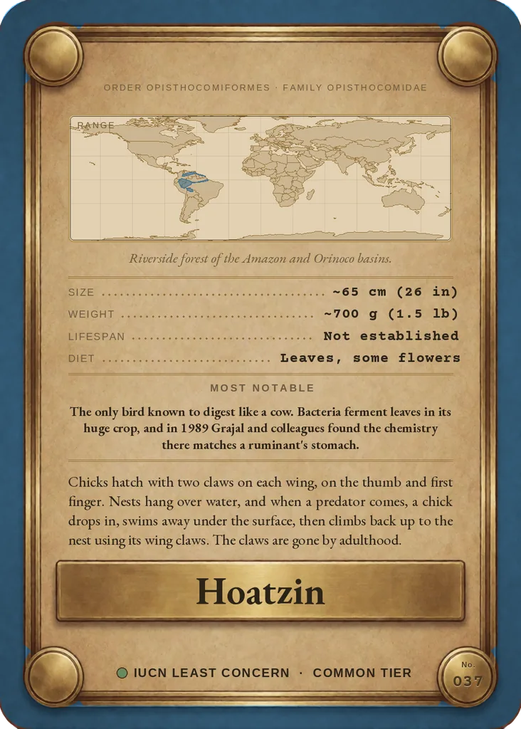 Hoatzin card, back