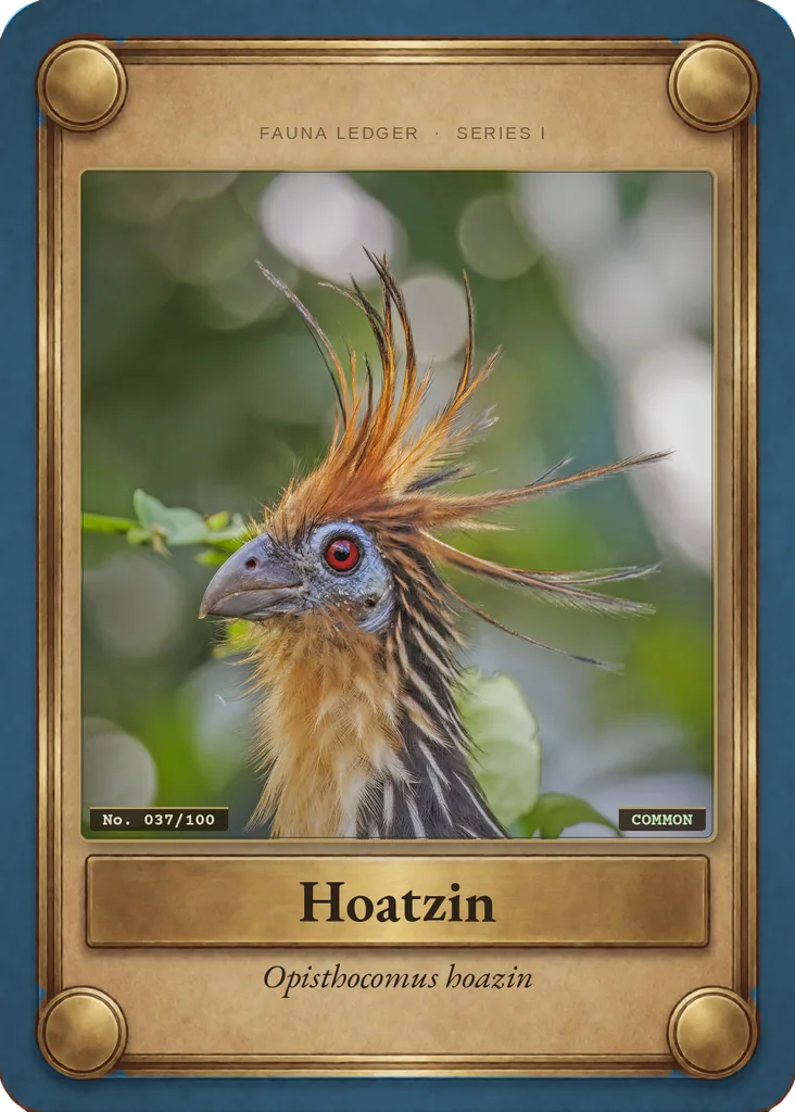 Hoatzin card, front