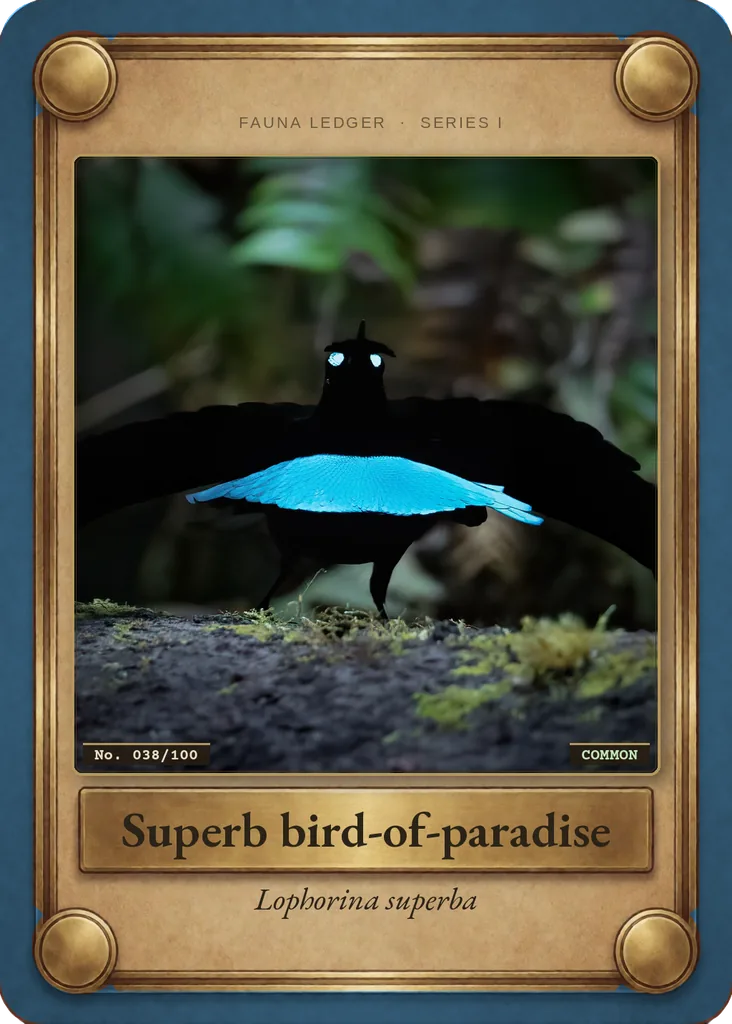 Superb bird-of-paradise card, front
