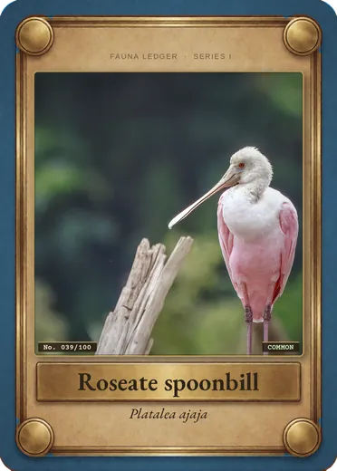 Roseate spoonbill