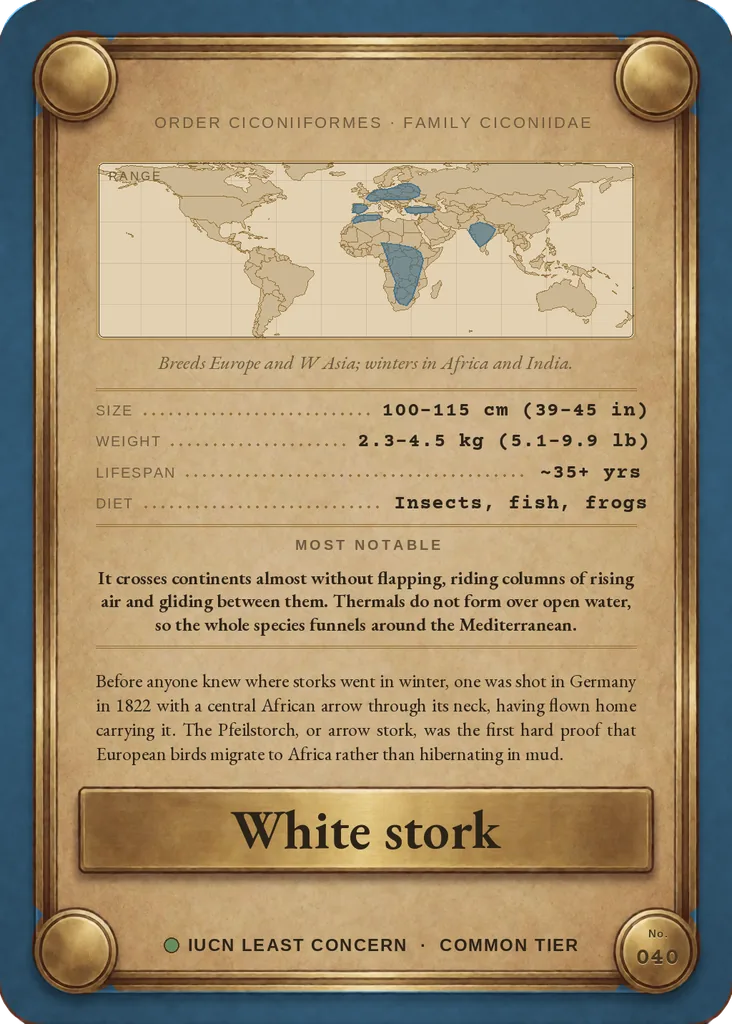 White stork card, back