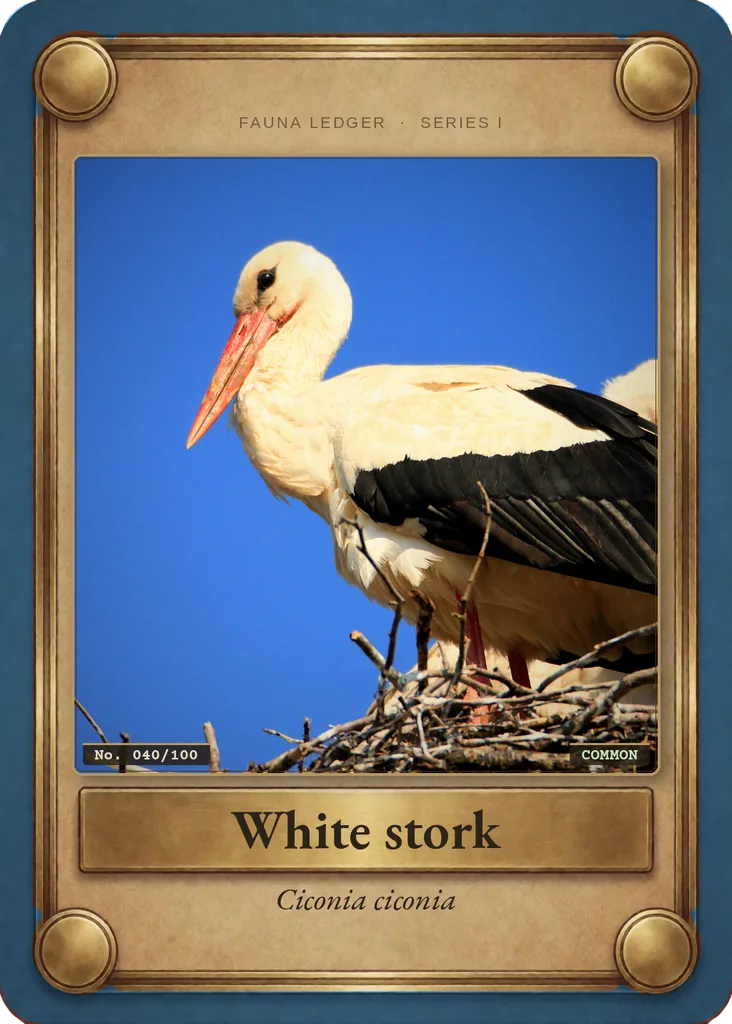 White stork card, front
