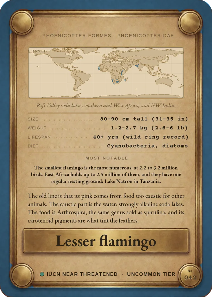 Lesser flamingo card, back