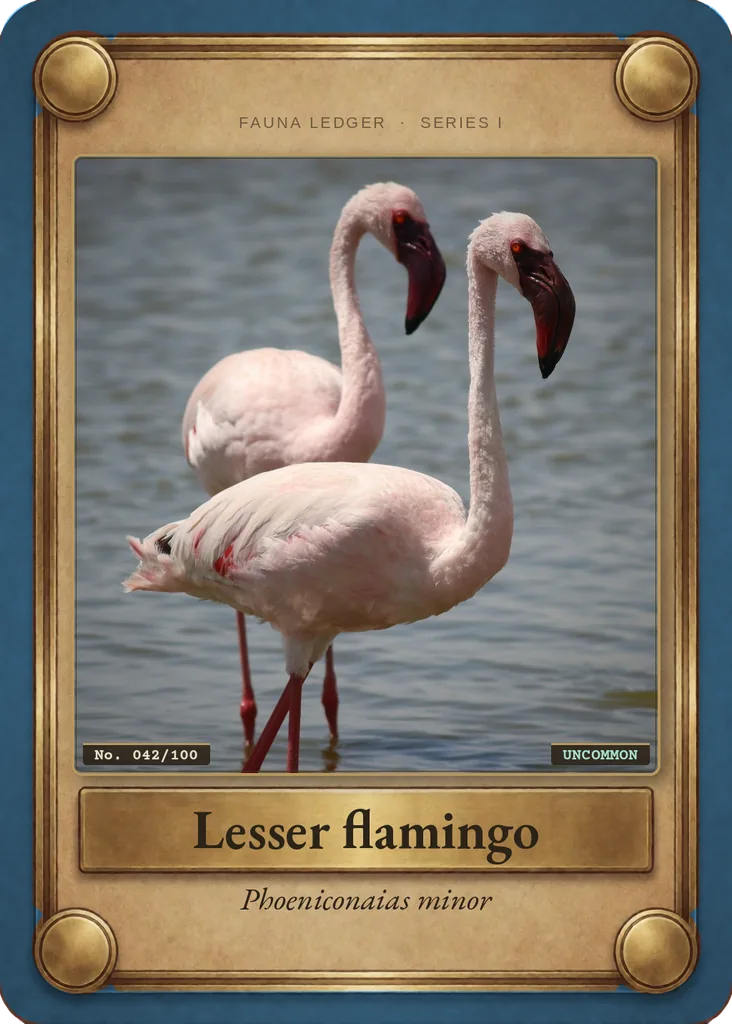 Lesser flamingo card, front